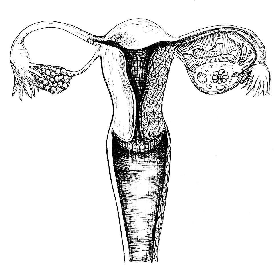 Illustration anatomique de la coupe d'un utérus