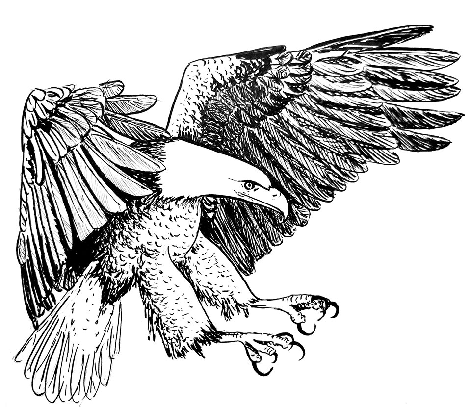 Dessin au feutre pinceau noir d'un aigle en phase d'atterrissage
