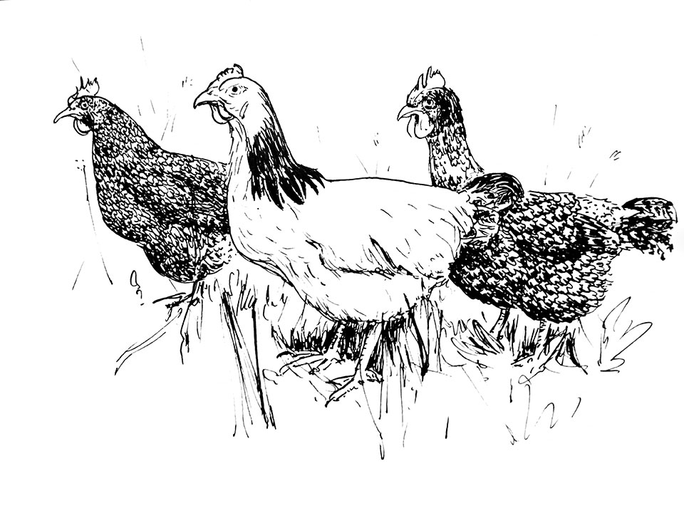 Dessin au feutre pinceau noir de trois poules