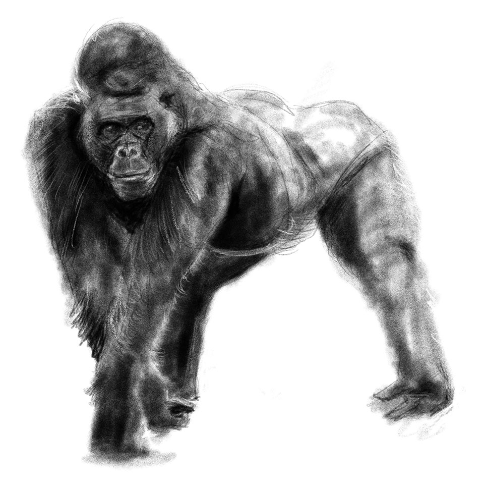 Illustration numérique d'un gorille