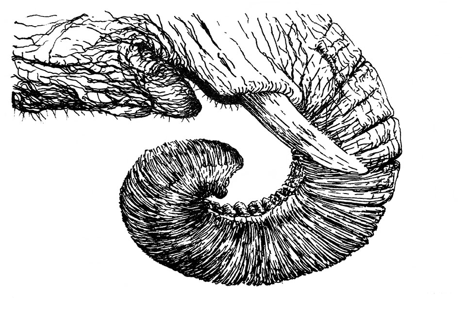 Illustration d'une trompe d'éléphant