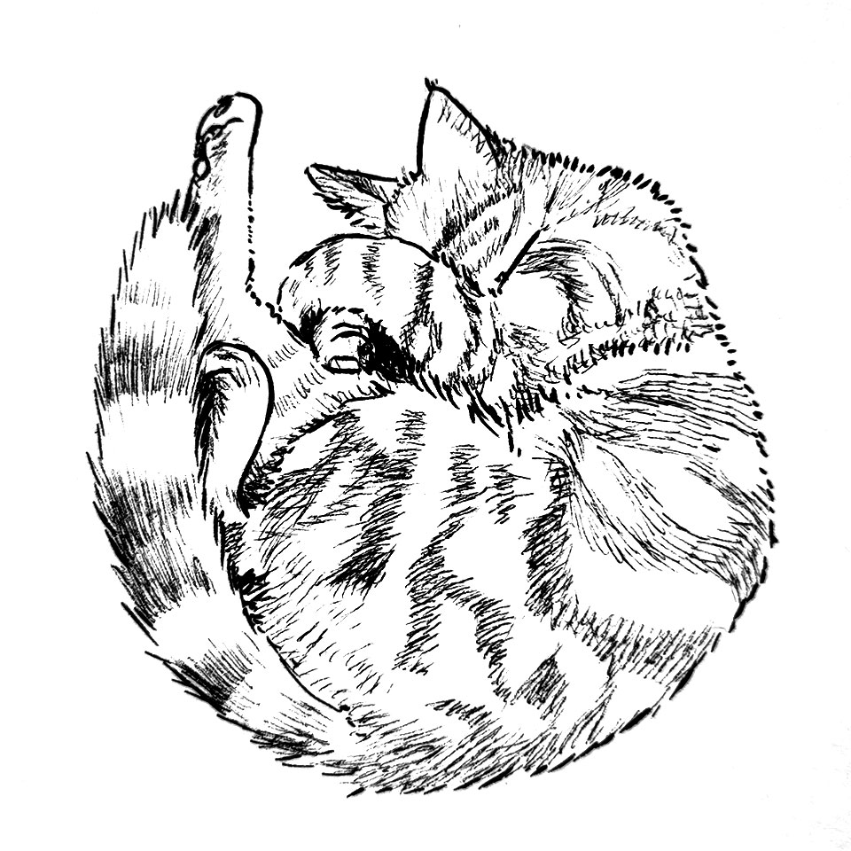 Illustration sur le vif d'un chat roulé en boule