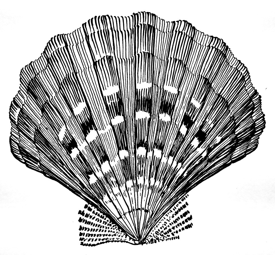 Illustration d'une coquille Saint-Jacques