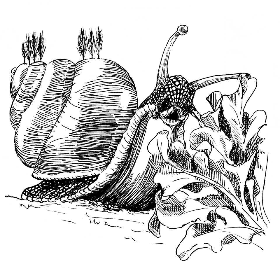 Illustration d'un escargot mangeant de la salade. Des arbres poussent au loin sur sa coquille