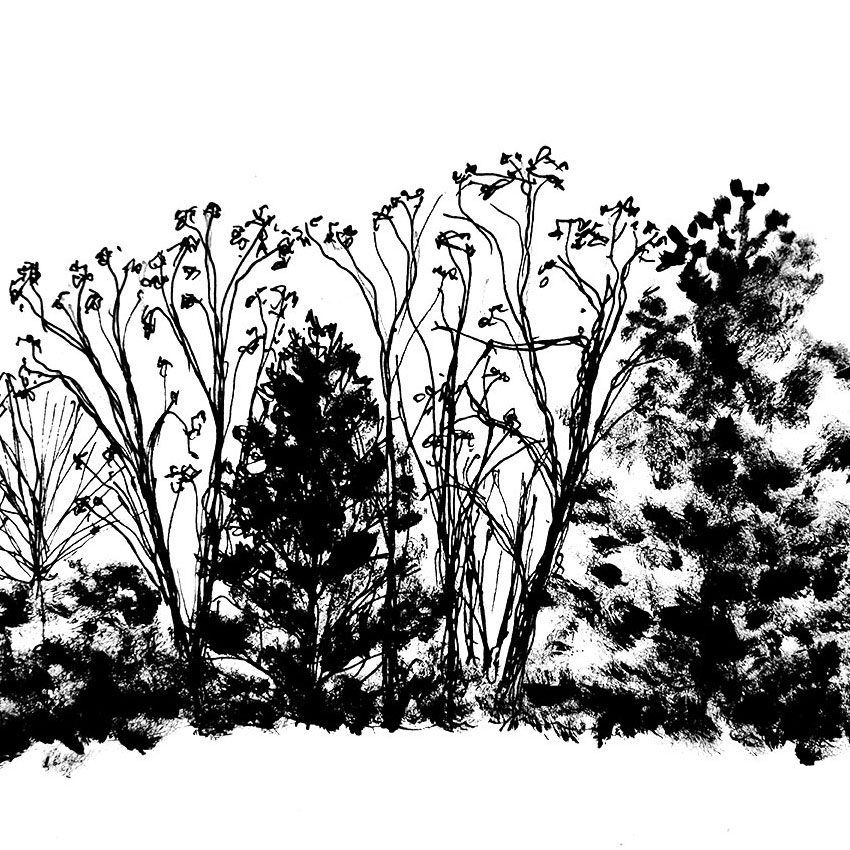 Dessin au pinceau encre de Chine d'arbres